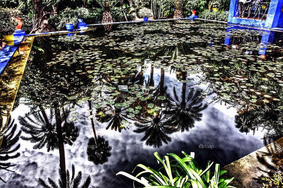 Palm trees reflected on pond, Jardin Majorelle, Morocco . Palm trees reflected on pond, Jardin Majorelle, Morocco 