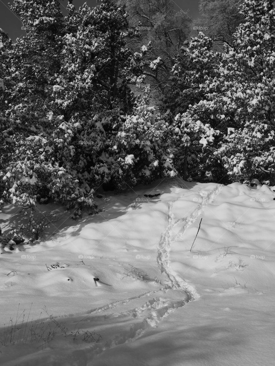 Tracks lead up to the trees on a snow covered hill 