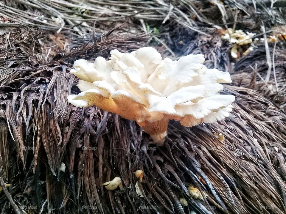 This type of fungus grows in oil palm empty fruit bunches,especially in the rany season and in damp areas