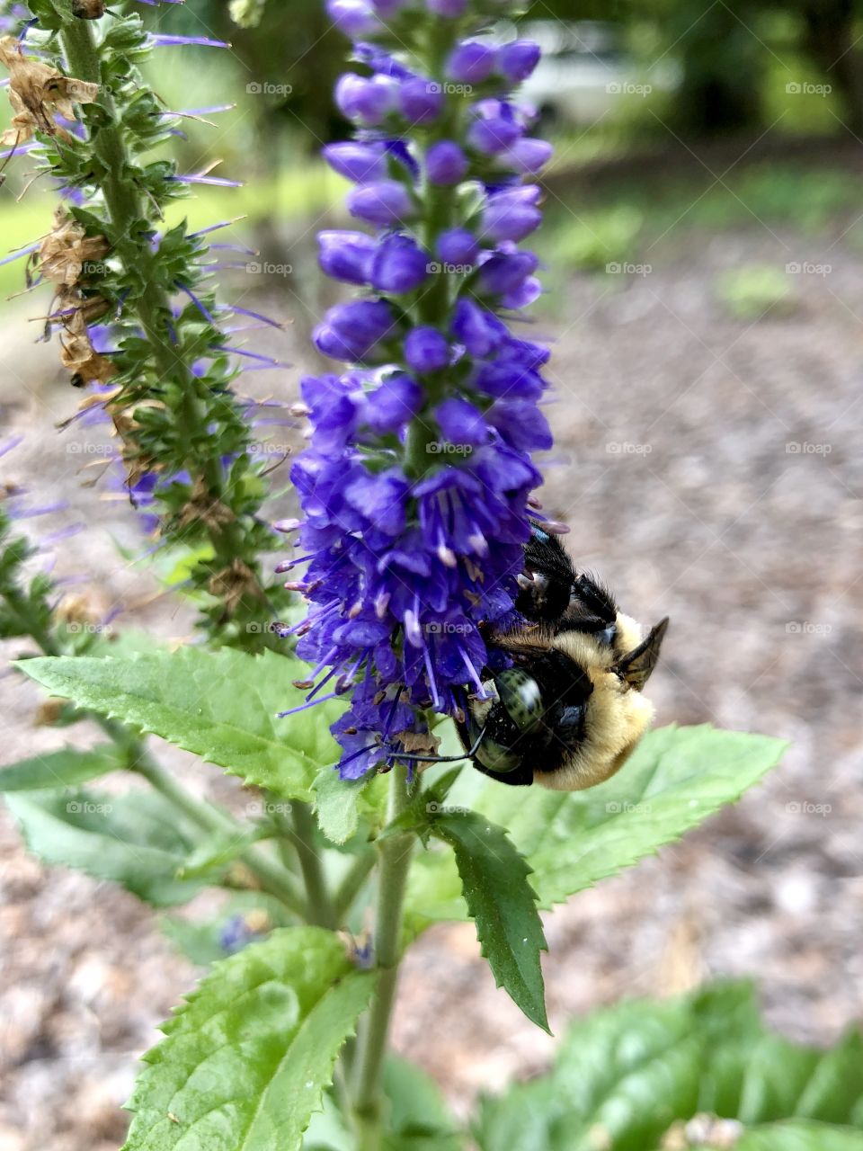 Bee with patterned eyes on blue speedwell 