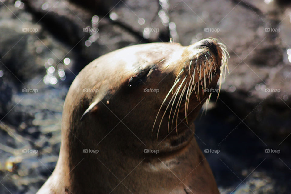 ocean sunny eye mammals by fannybrandeby