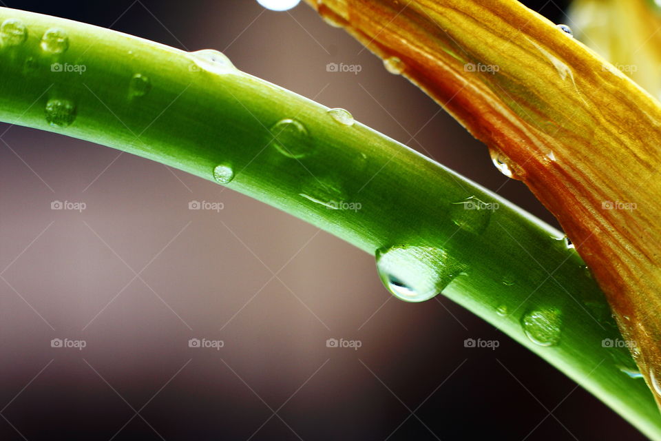 Raindrops on plant stem