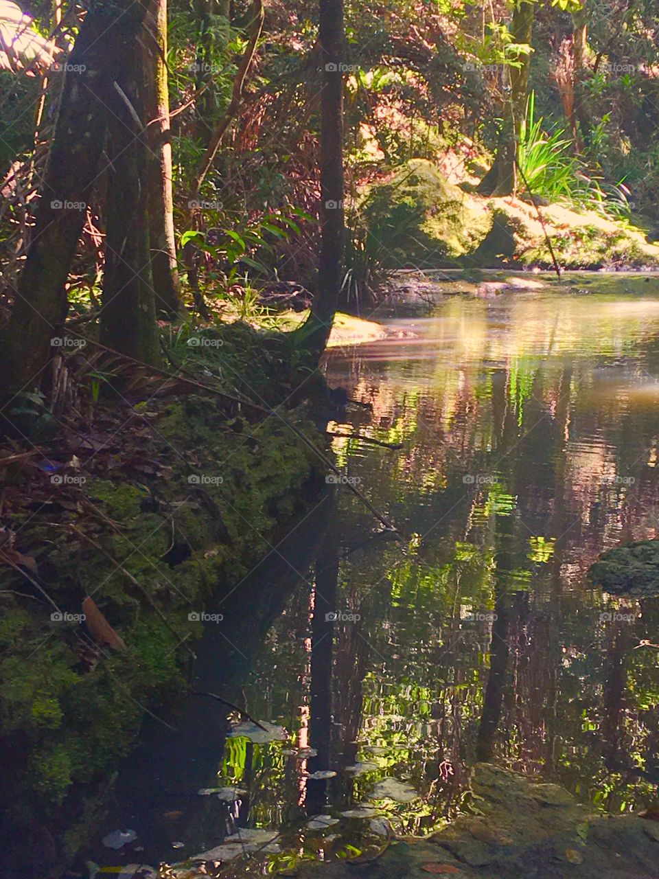 Rainforest Pool