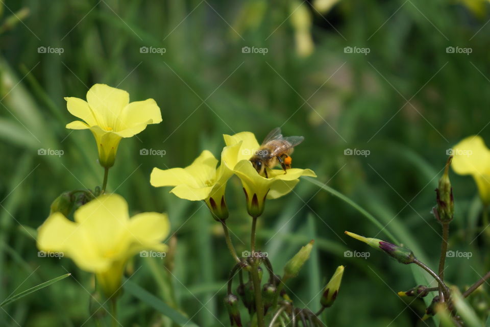 Yellow weed flowers