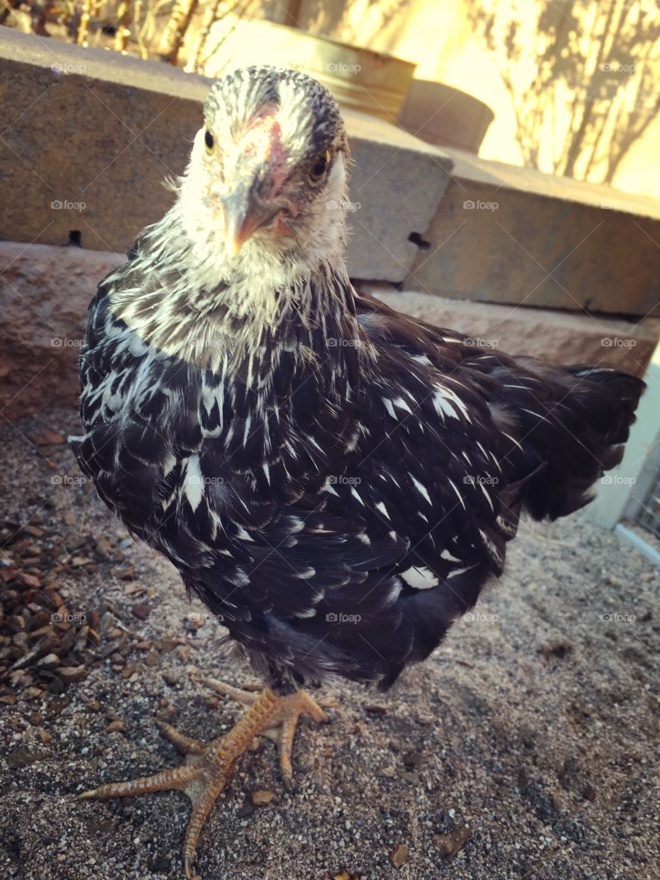 Young chick, urban farming, backyard farming, baby chicken, hen