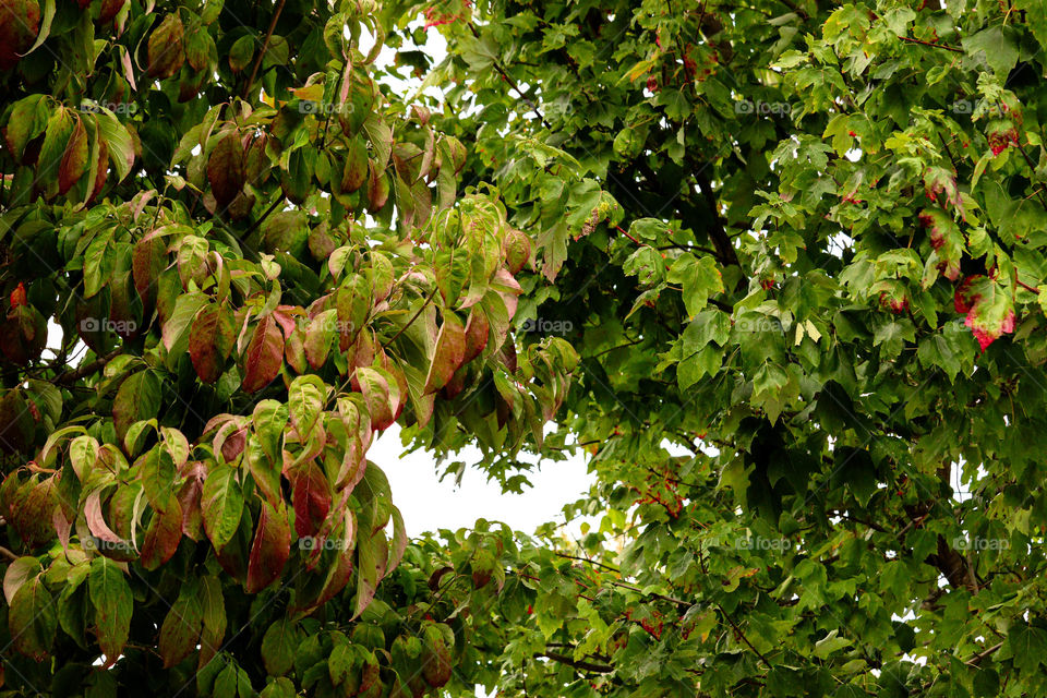 fall leaves turning red