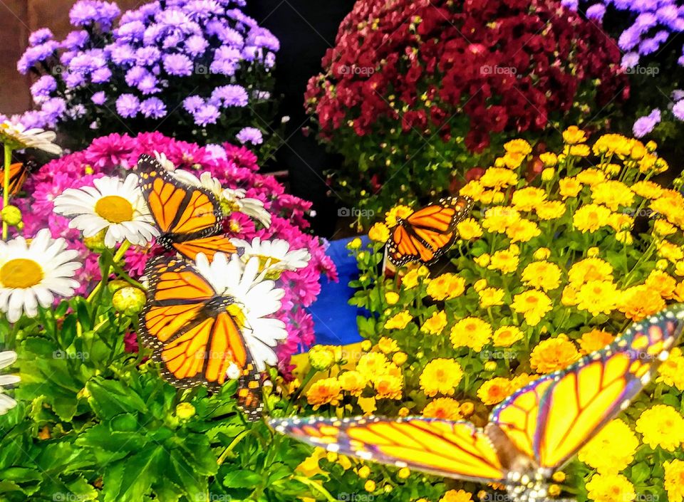 beautiful butterflies enjoying spring flowers