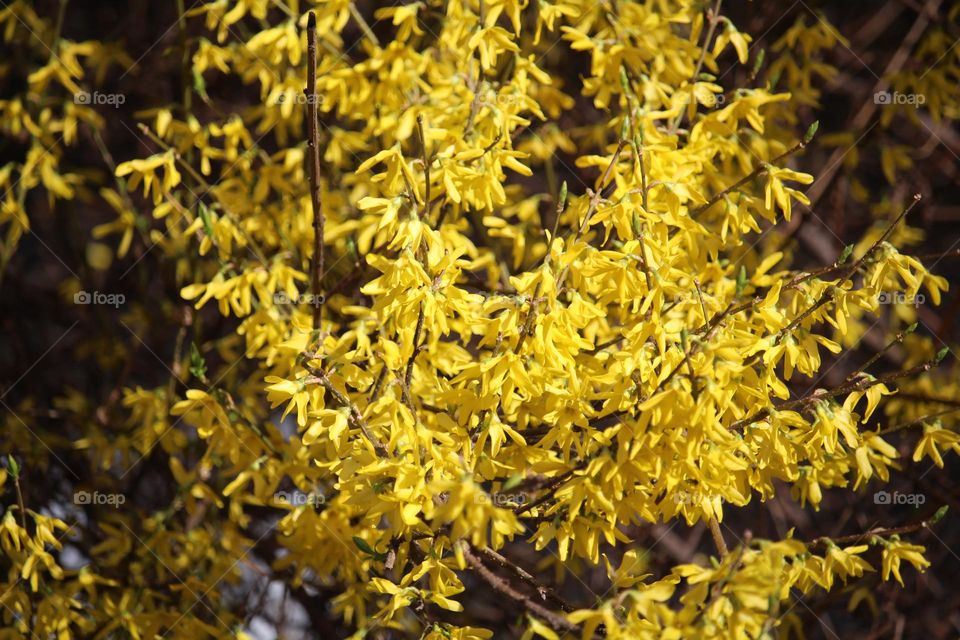 Yellow spring flowers