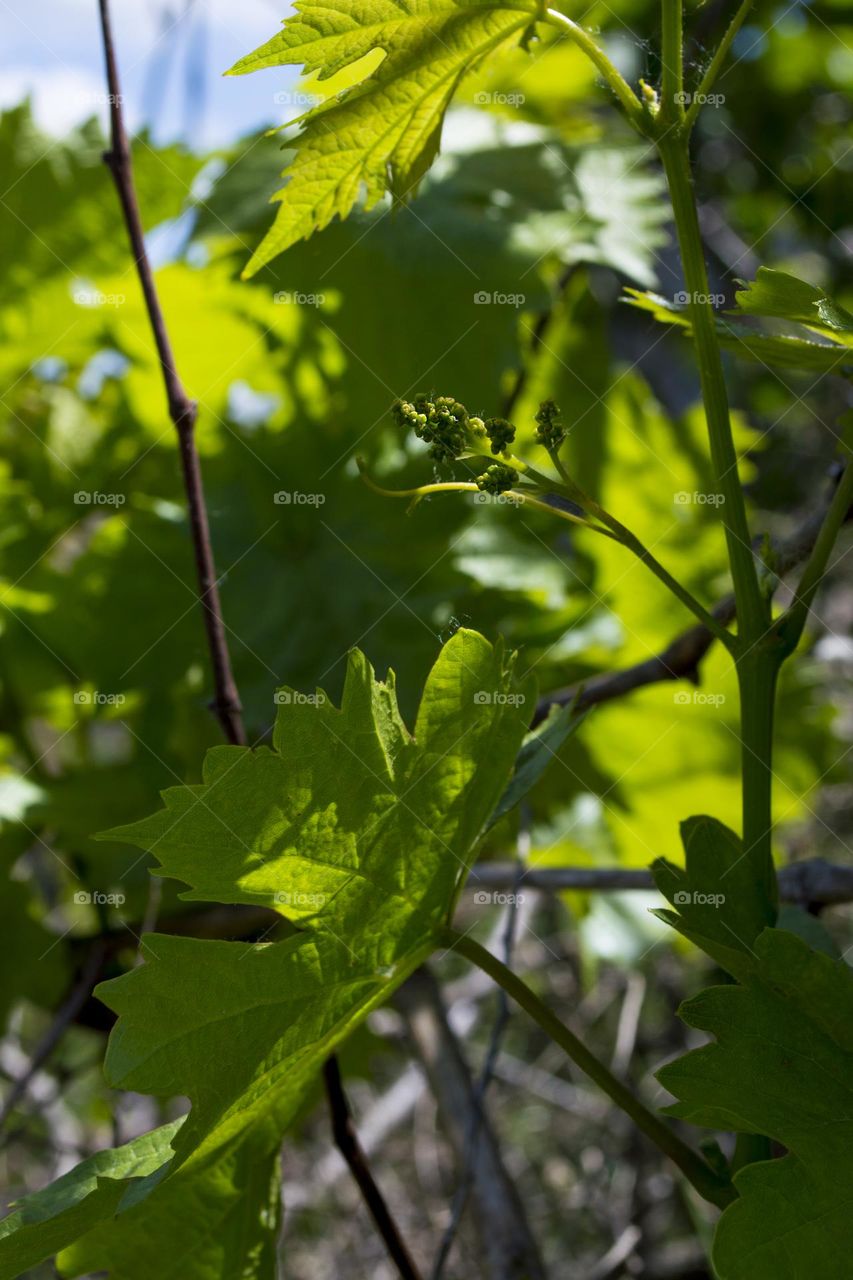 Young grapes