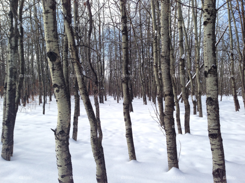 snow winter tree trees by redrock