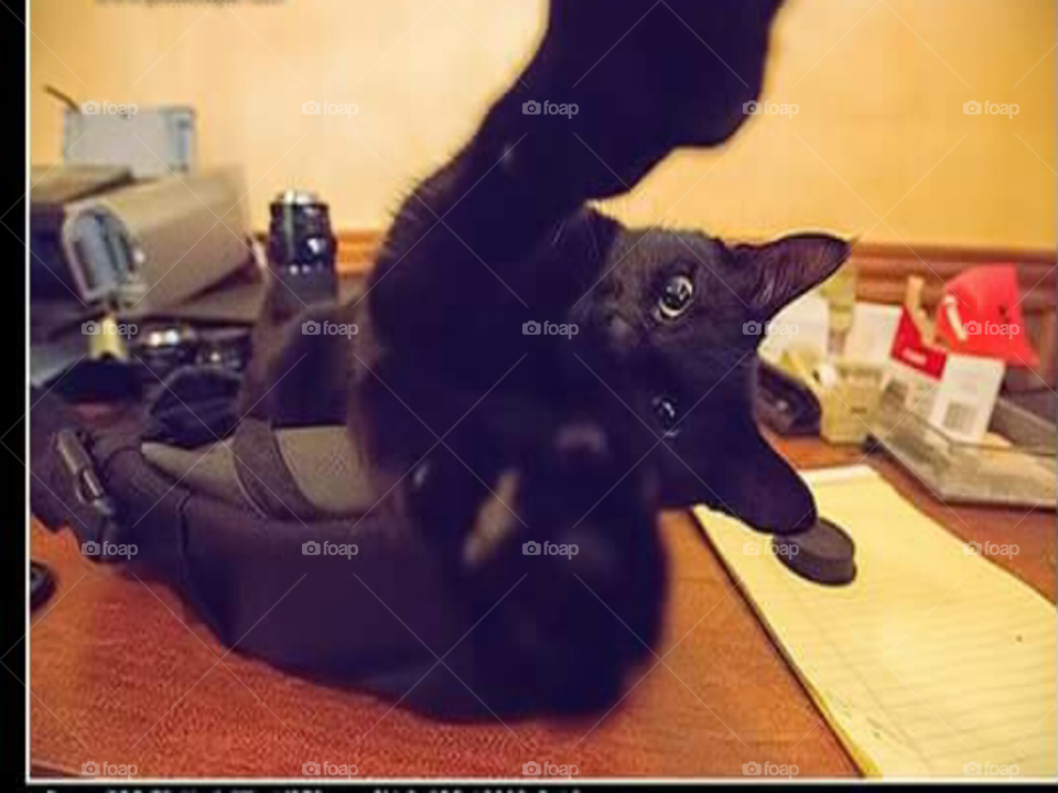 black cat selfie