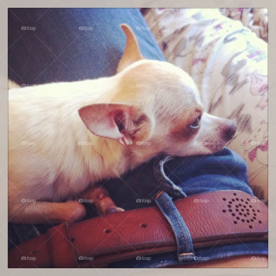 Chihuahua on lap