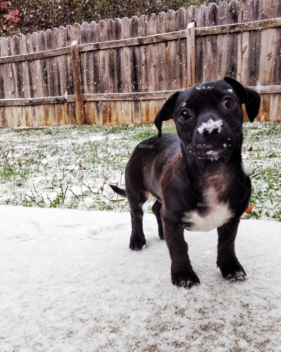 Puppy in the snow
