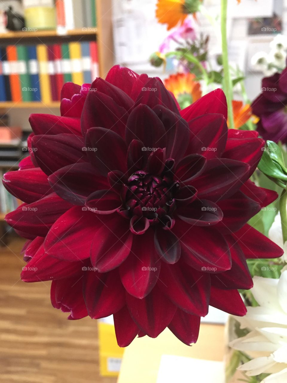 Dahlia 