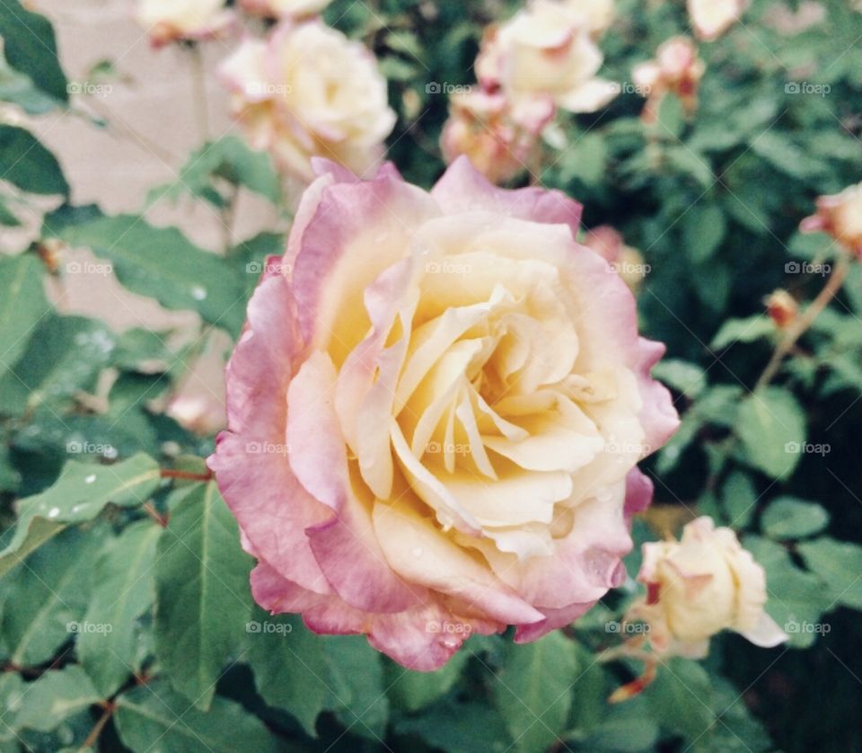 🌹 🇺🇸 Very beautiful flowers to brighten our day.  Live nature and its beauty. Did you like the delicate petals? / 🇧🇷 Flores muito bonitas para alegrar nosso dia. Viva a natureza e sua beleza. Gostaram das pétalas delicadas? 