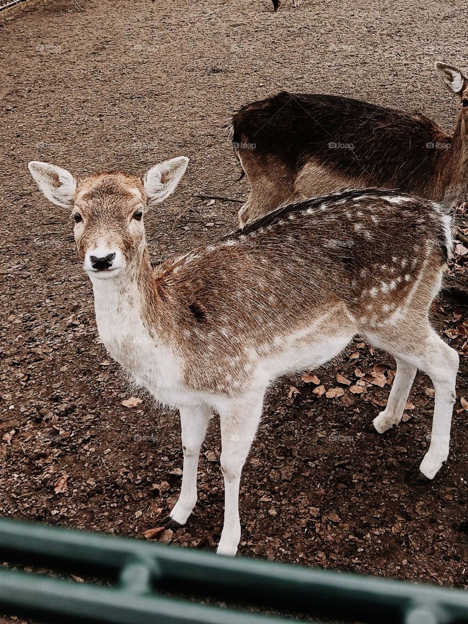 Cute spotted deer in the reserve