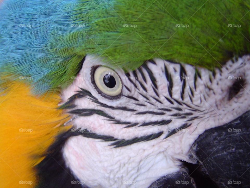 Extreme close-up of macaw