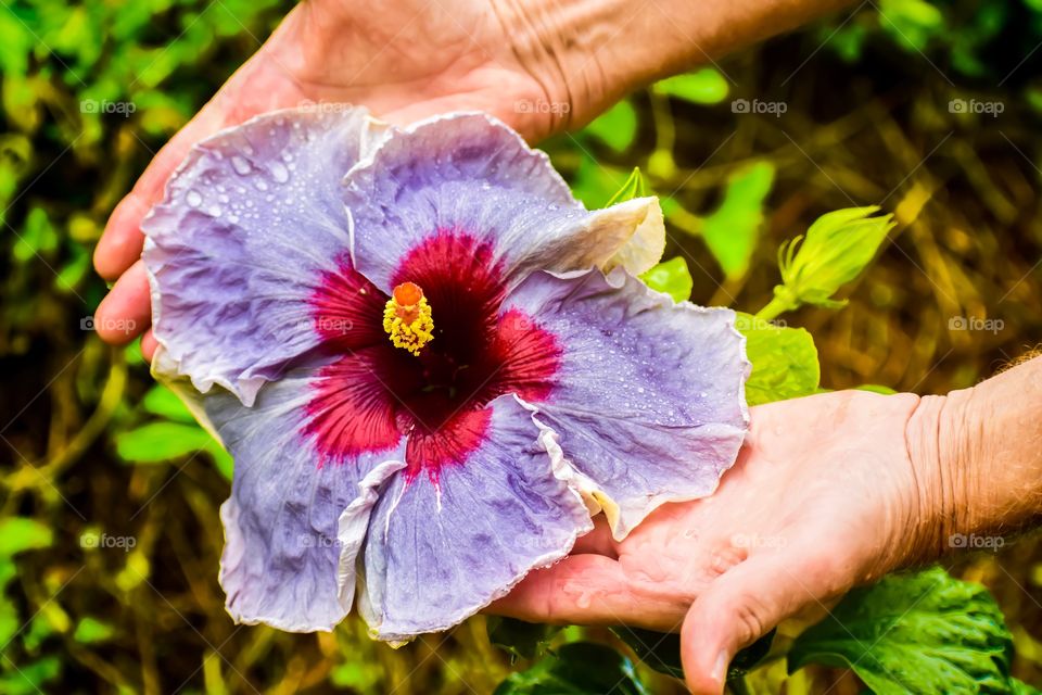 Very large purple hibiscus flower