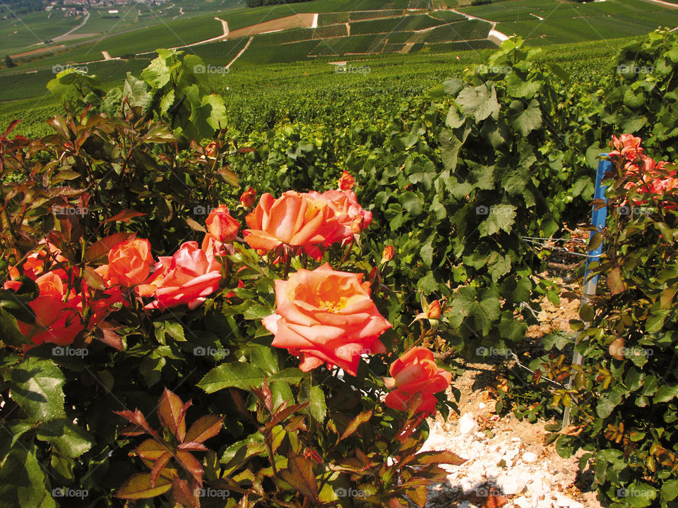 Champagne . Vineyards 