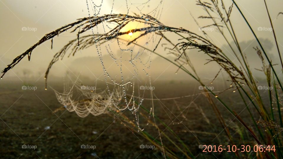 spider net with dew drop