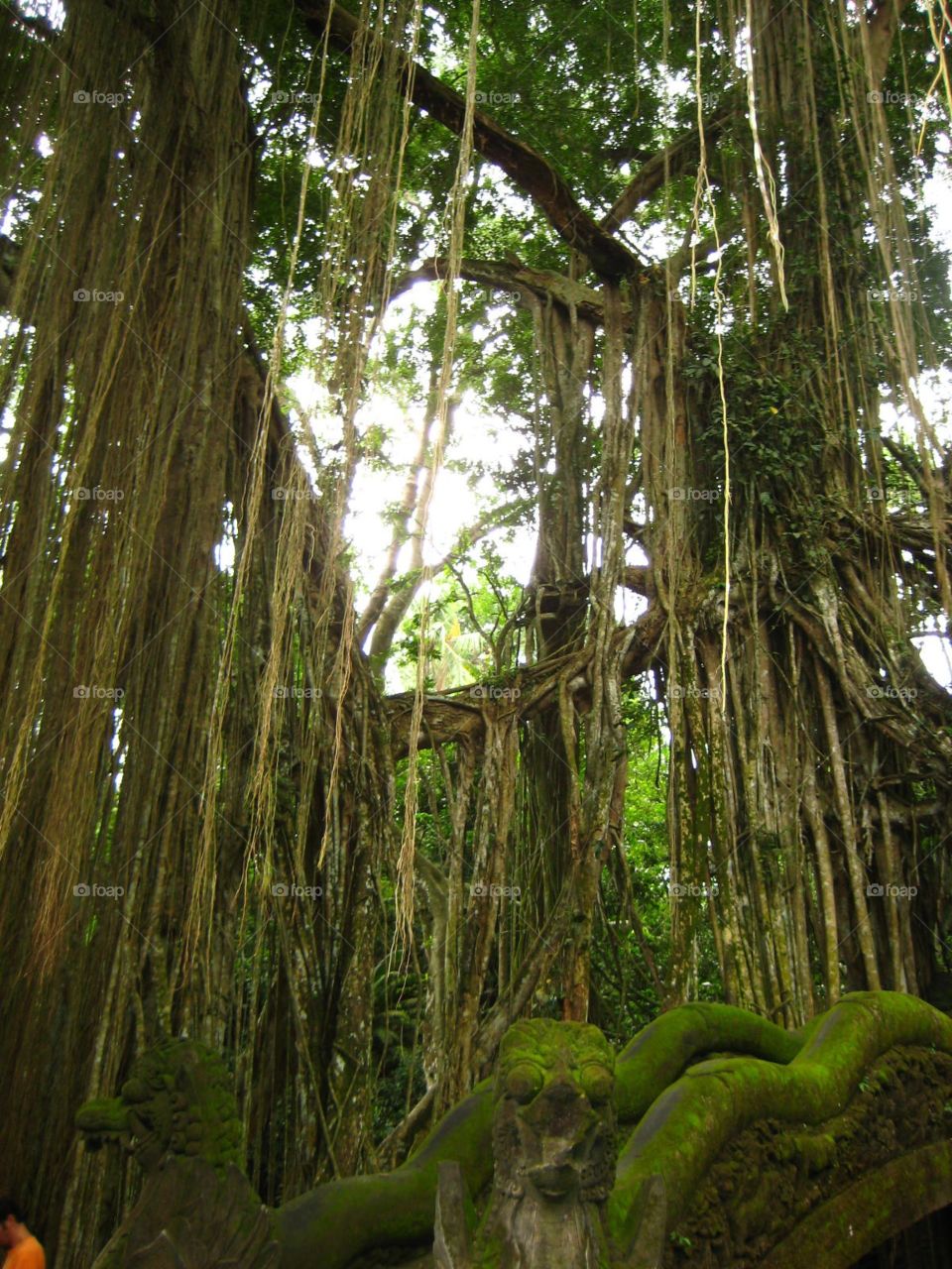 Great Banyan Tree