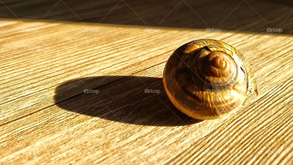 shell