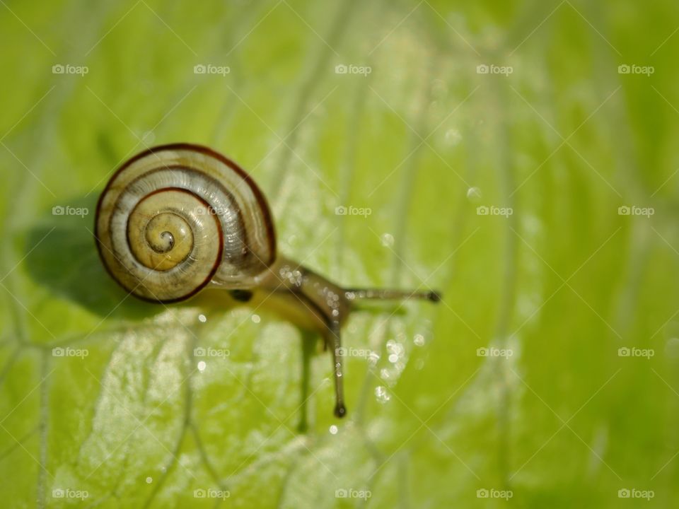 Tiny snail