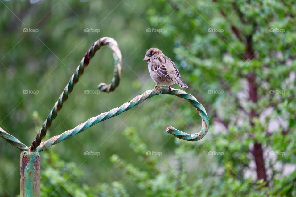 South Australian House Sparrow perched on wrought iron post outdoors, blurred Bokeh foliage background