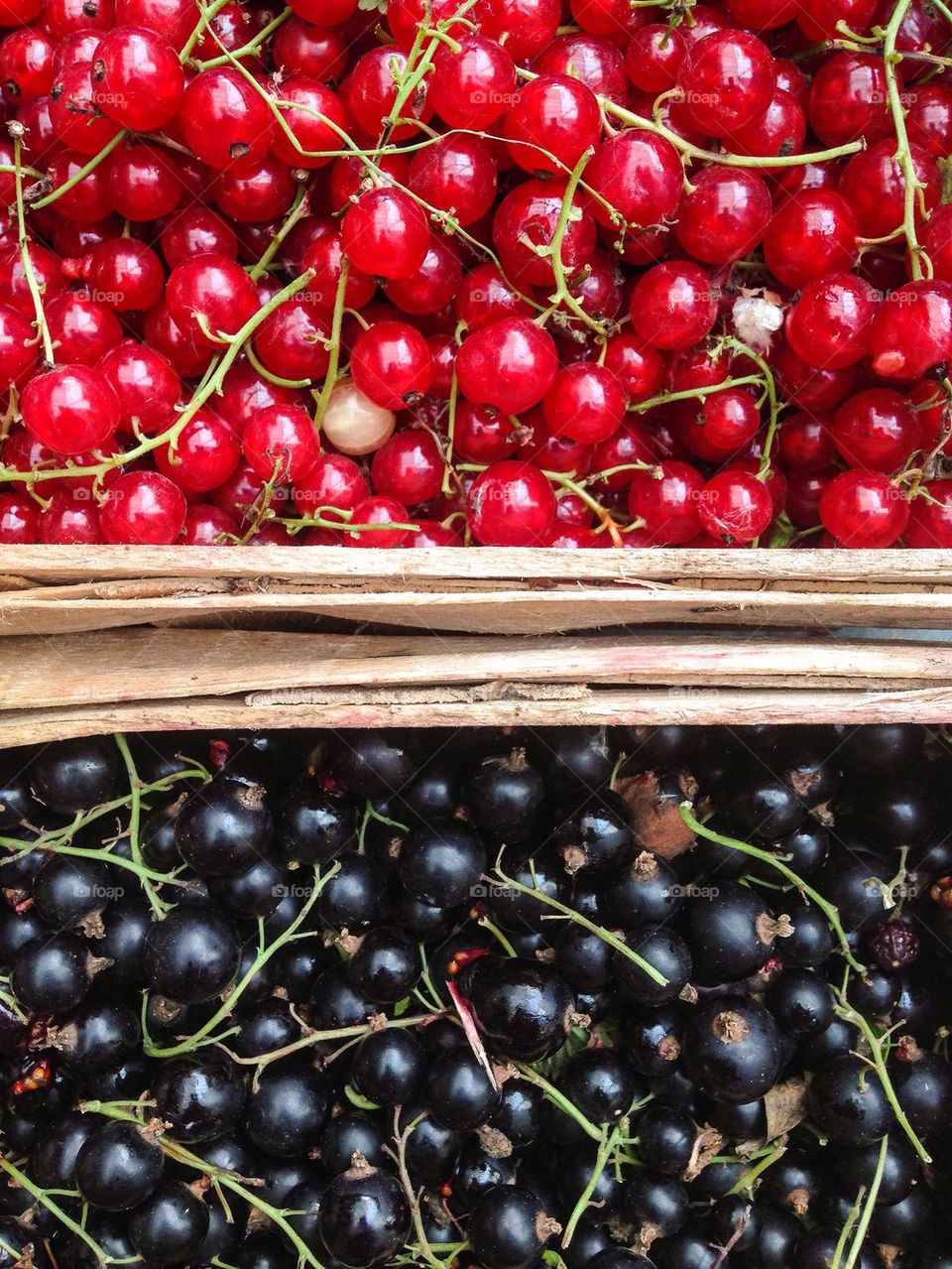 Red currants and black currants