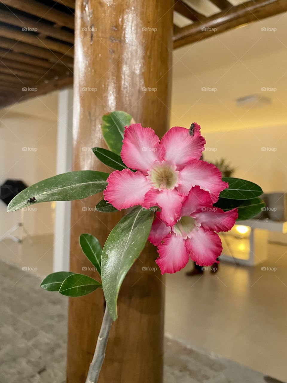 Flower on wooden trunk