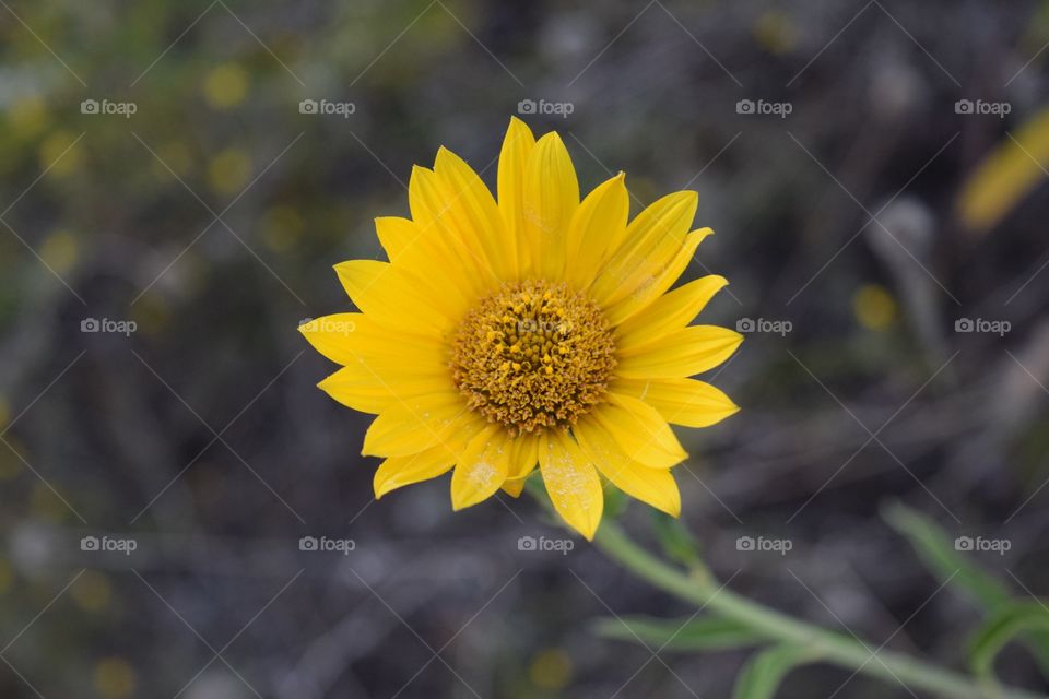 A yellower flower close up. 