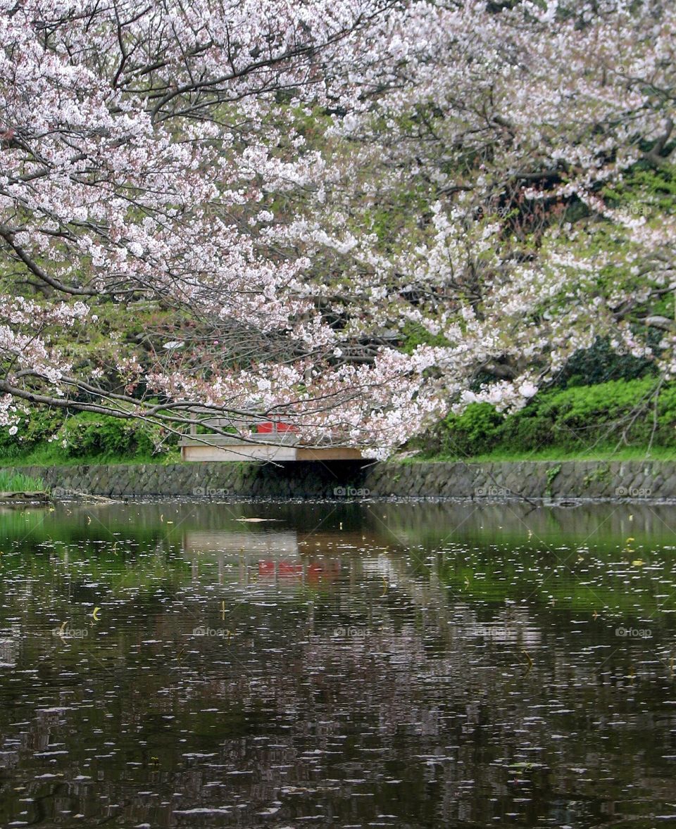 Sakura