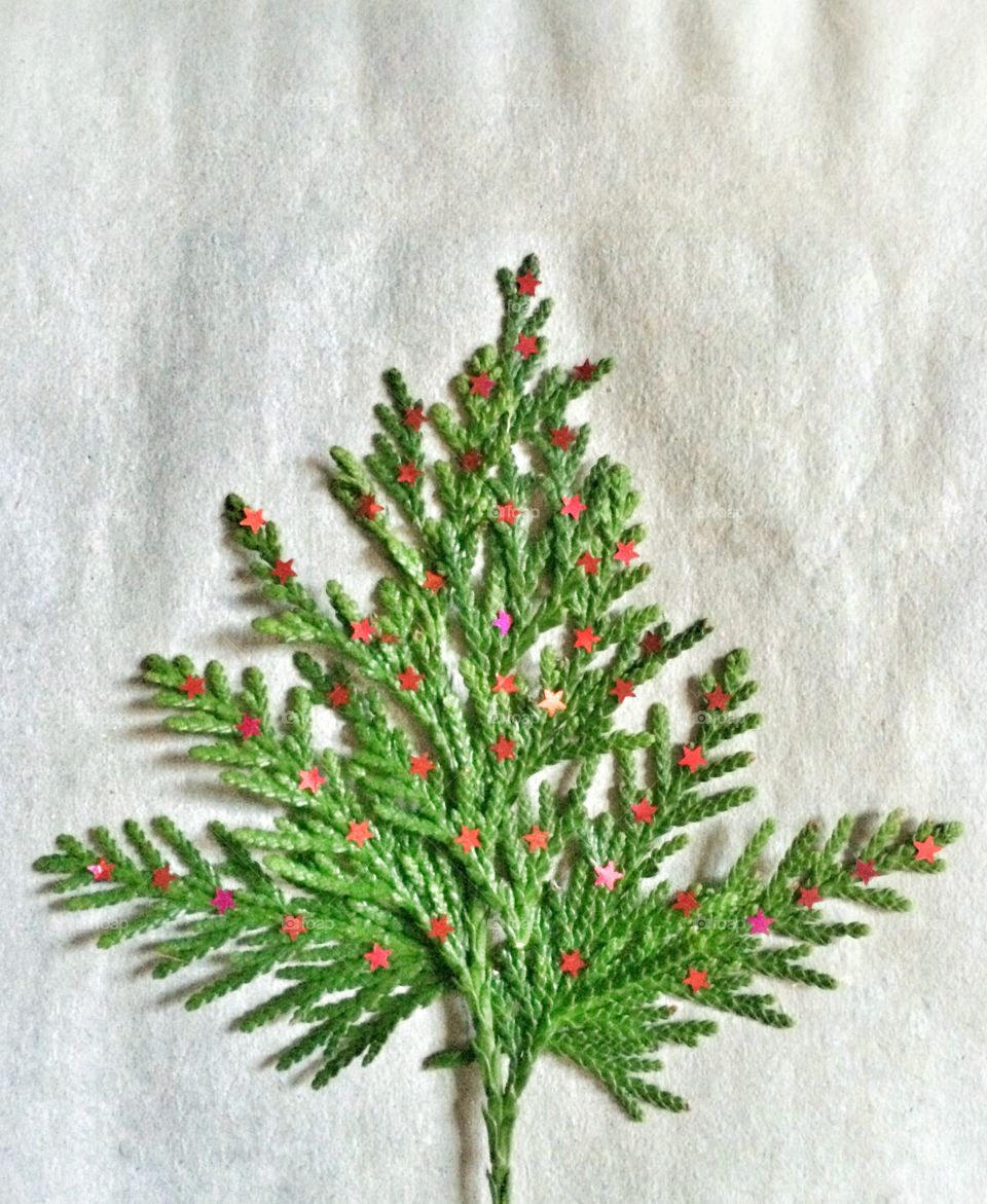 Holiday fir with red stars