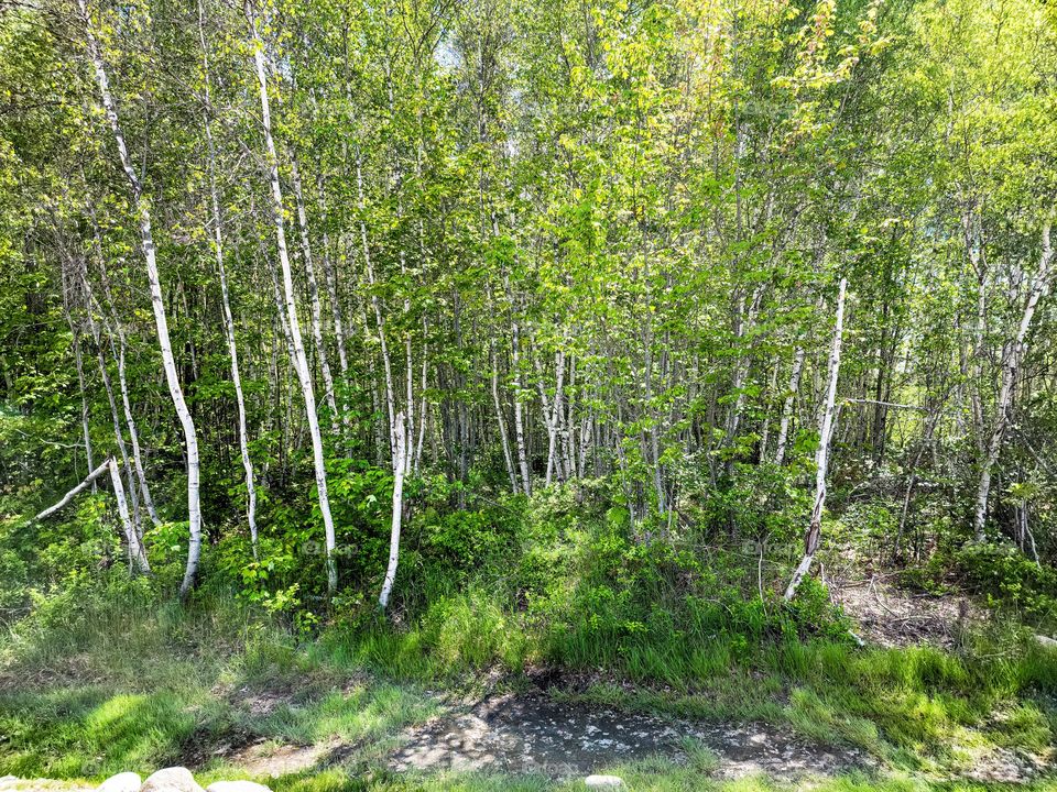 birch Grove in forest