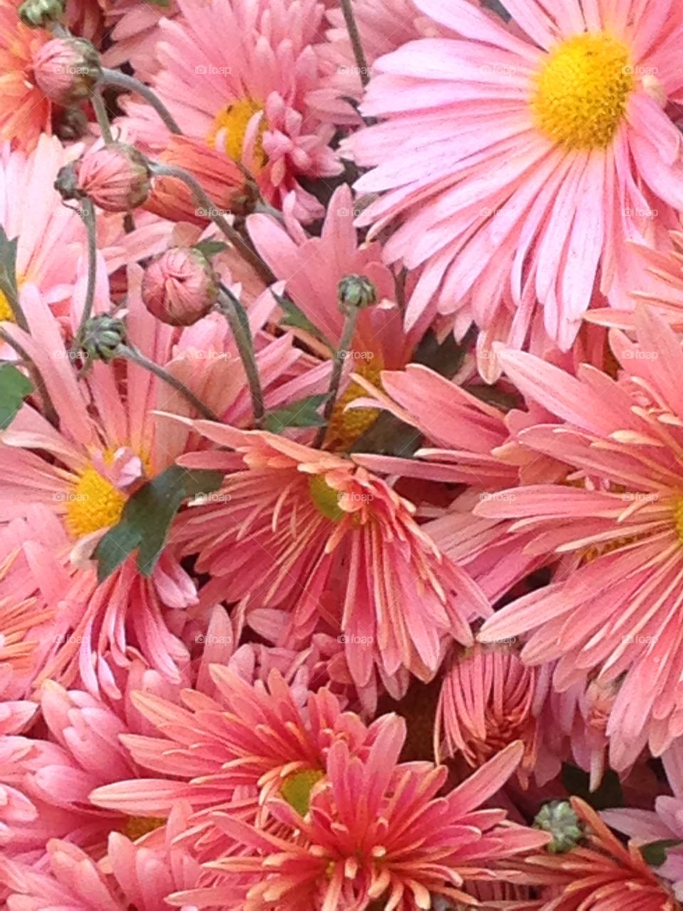 Chrysanthemums