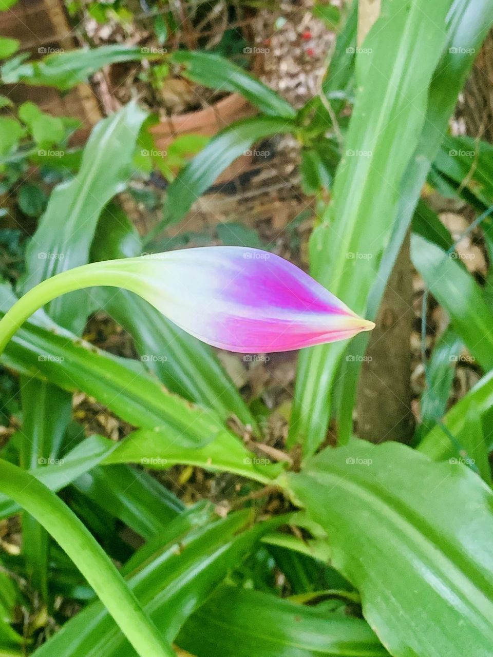 “Flowers can’t solve problems, but they're a great start.”