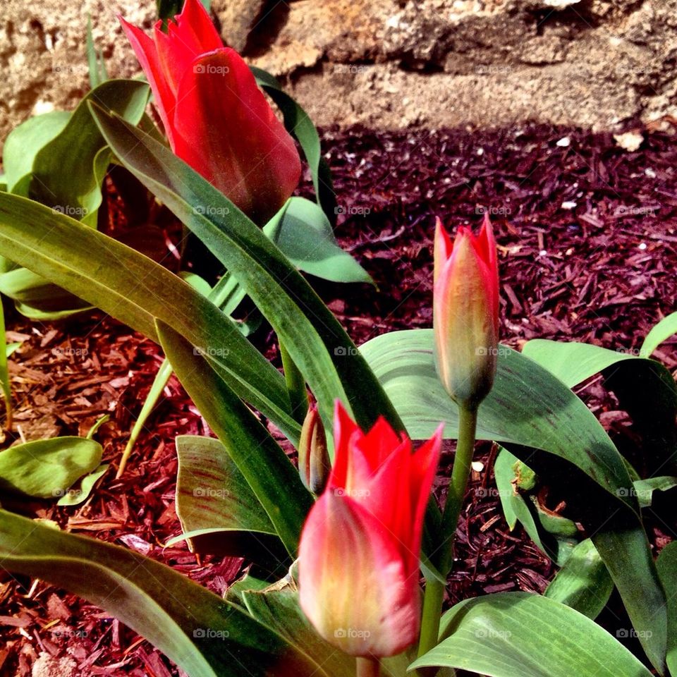 Spring tulips
