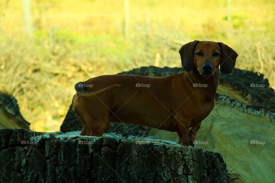 dachsund