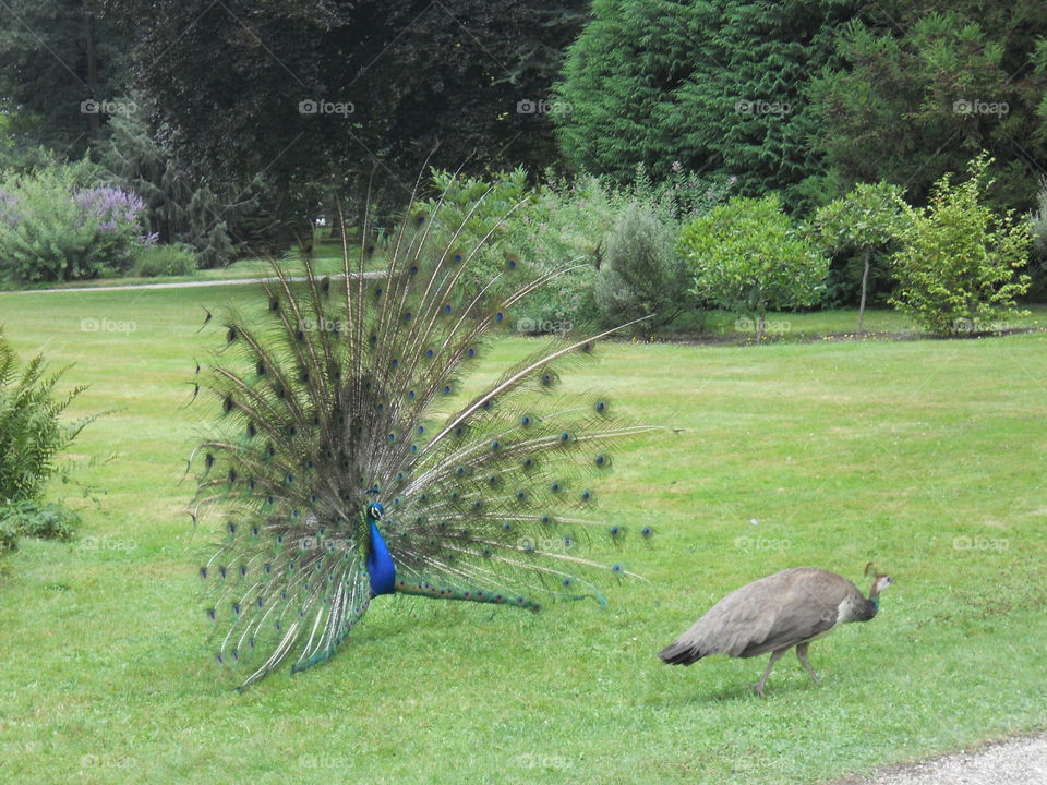Peacocks 
