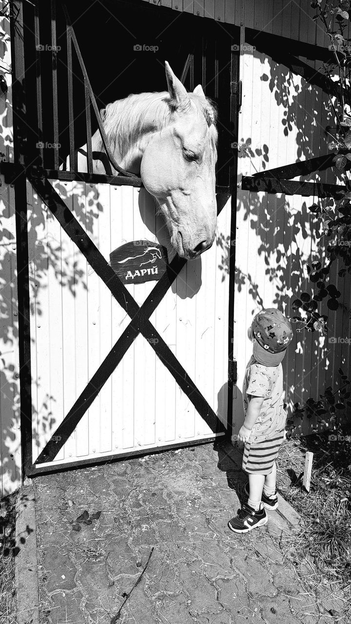baby and horse