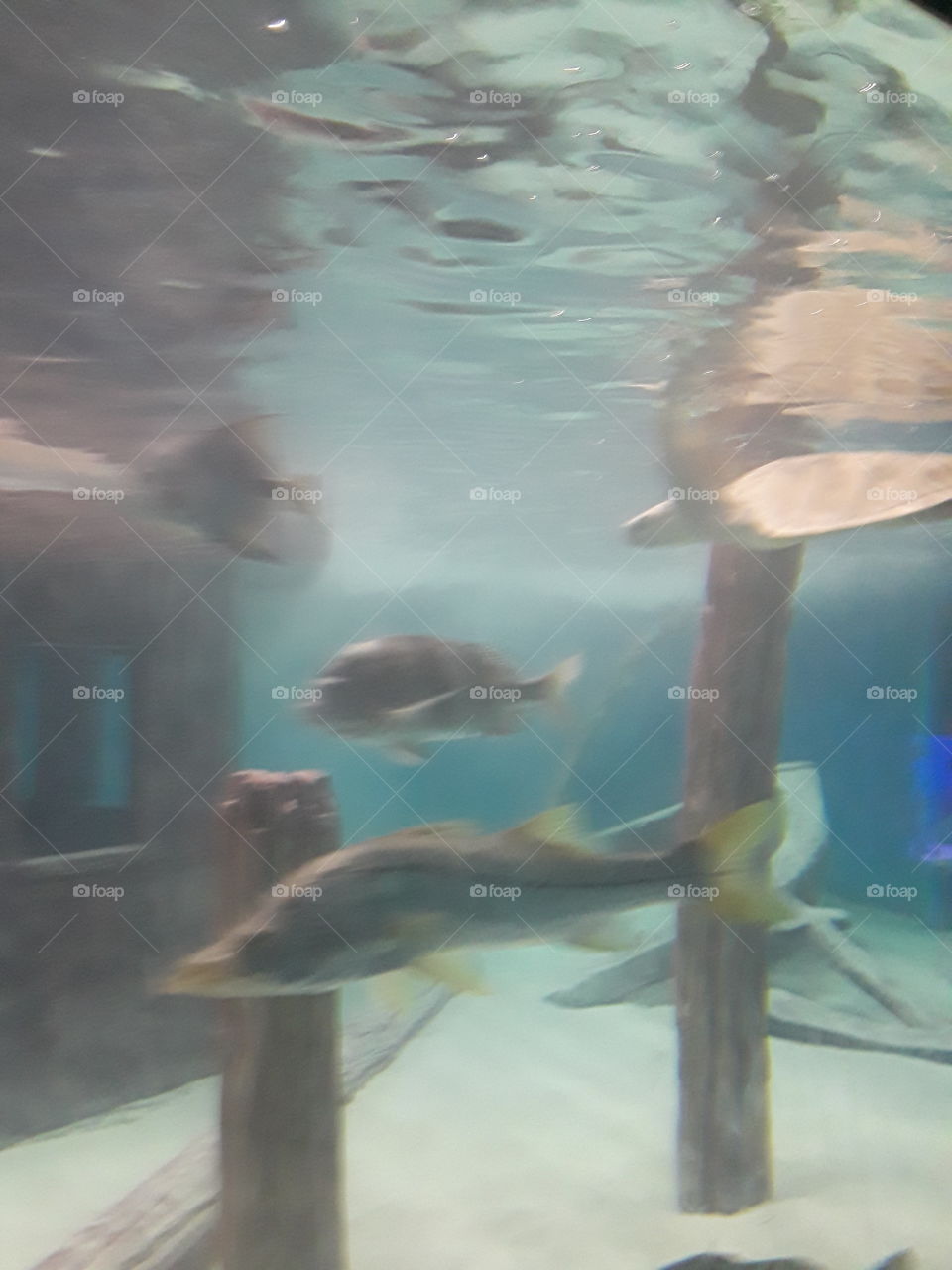 under aquarium fish and boat