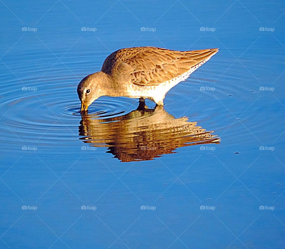 Bird- Sandpiper