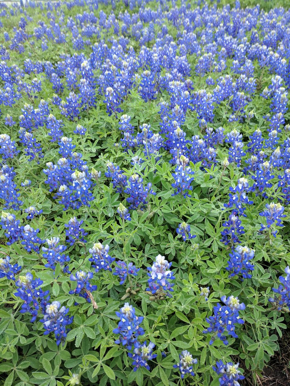 field of bluebonnets