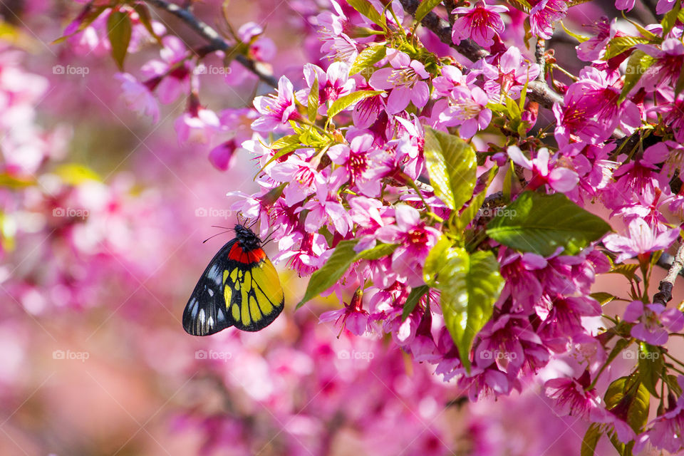 Butterfly with Cherry flowers 