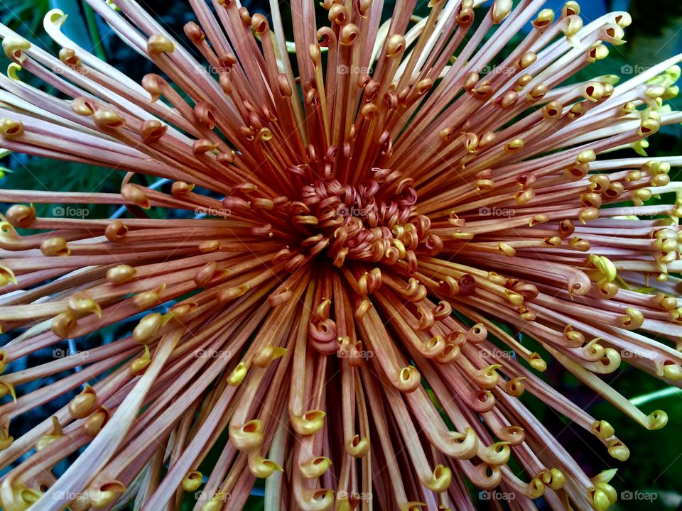 Japanese chrysanthemum blossom