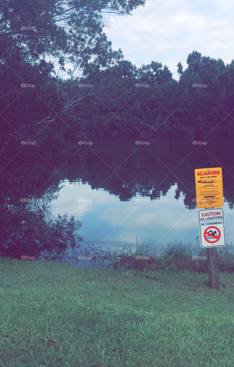  In this luscious Beautiful pond make sure you Beware of the Alligators.