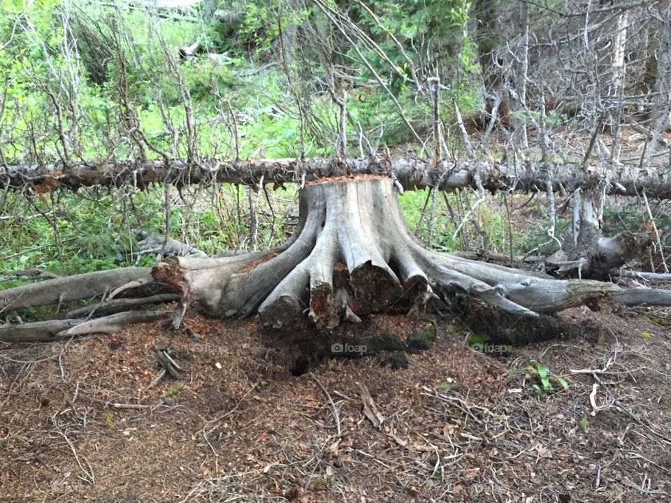 Tree stump