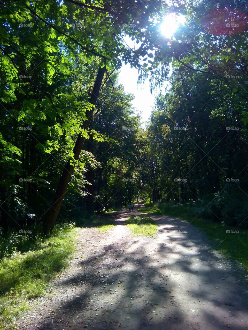 summer nature landscape in the park