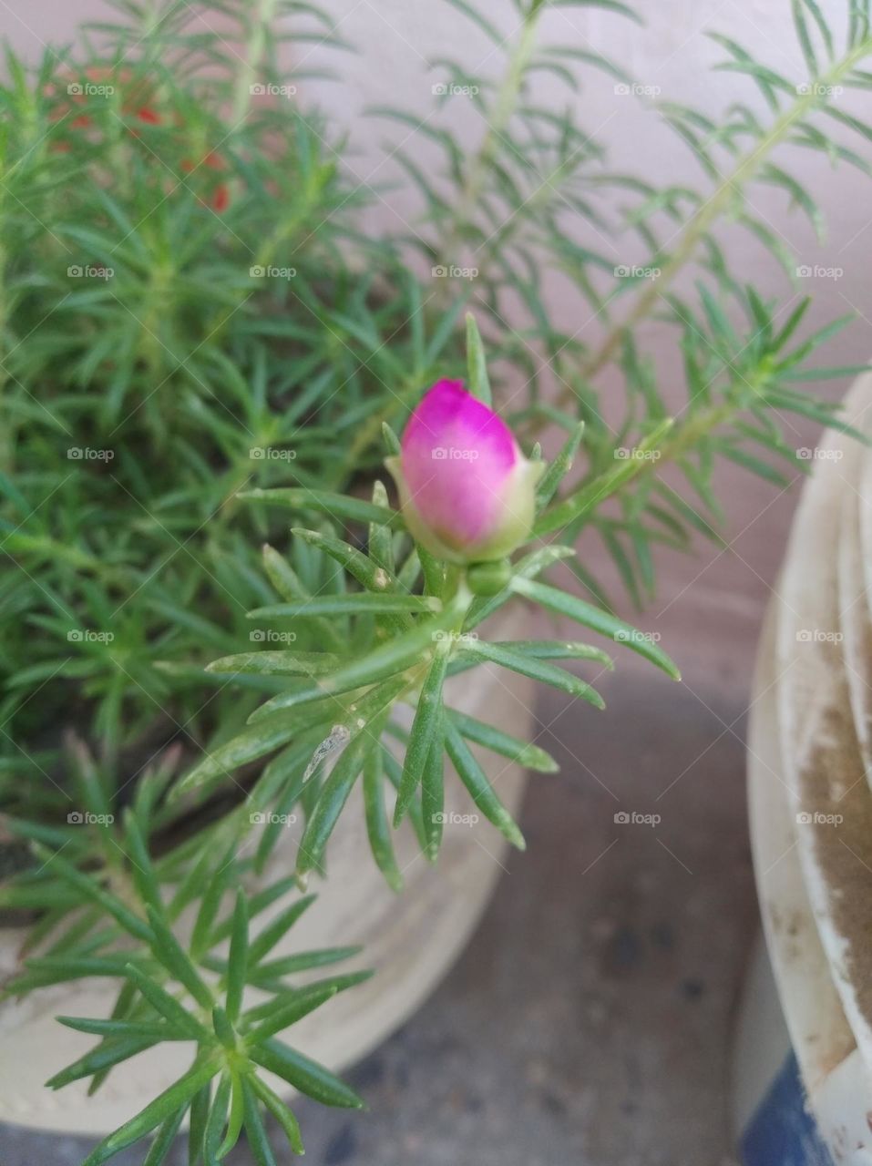 pink flower bud growing up very beautiful generally found everywhere fresh seasonal