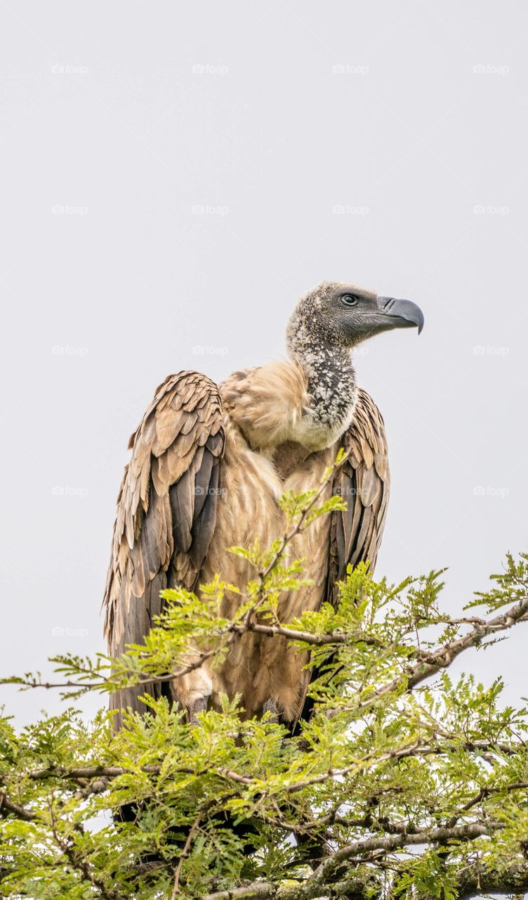 Beautiful Vulture Image